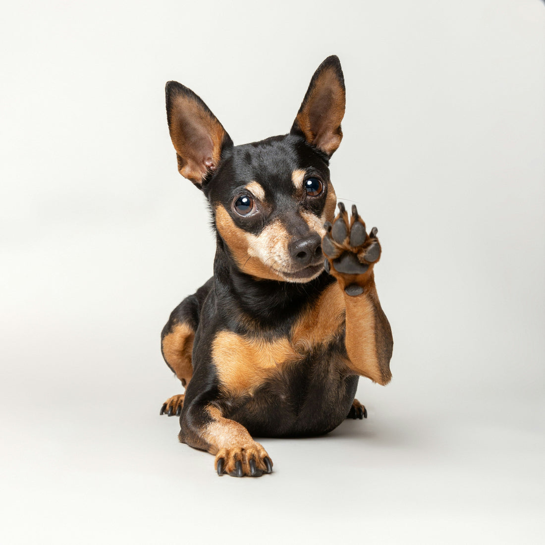 Small black and tan dog raising its paw, looking curious and expressive.