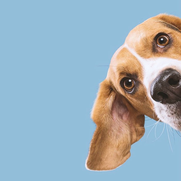 Beagle dog looking curious on blue background