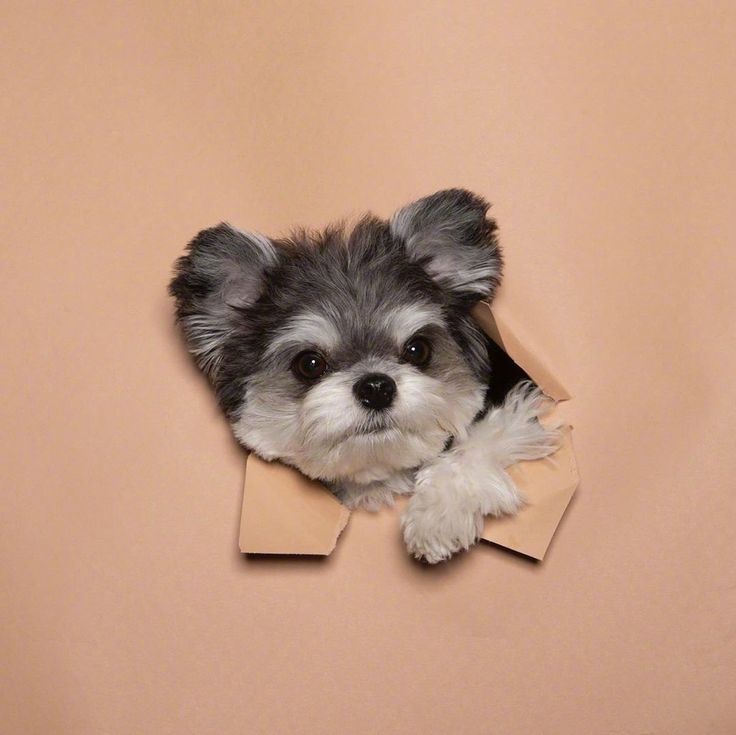 Cute dog peeking through paper wall — symbol of breaking myths about agresja u psa and pies zachowanie.