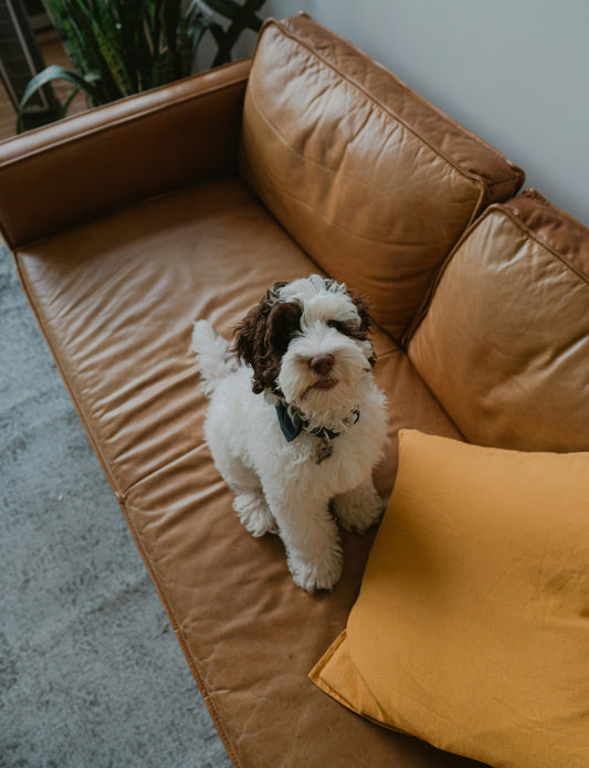 Calm dog sitting on a sofa — a typical everyday scene that shows how natural behavior can sometimes surprise us.