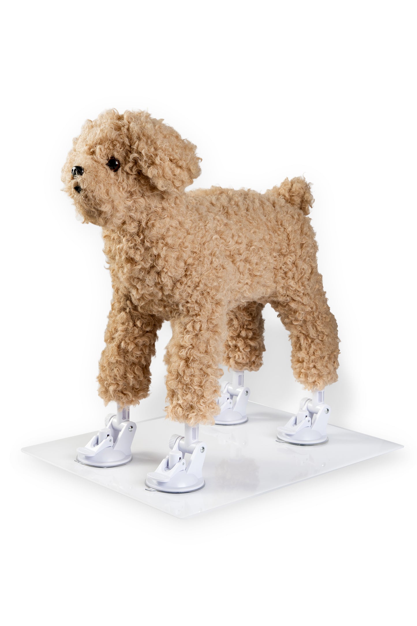 → Dog stress relief accessory mounted on plexi base with suction cups